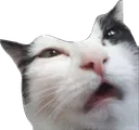 dentgeCat