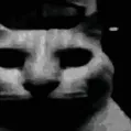 catdespair