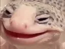 gecko_amuse