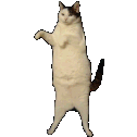 Discord Emote kittycatdance: