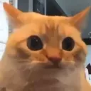 catStruggle catStruggle