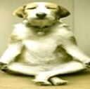 silly_wise_dog Discord emoji