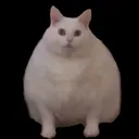 Alexa Alexa