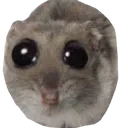 hamster hamster