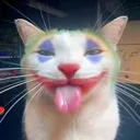 Joker Cat Discord Emoji