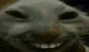 xdd xdd