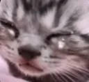 cryingcat
