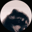 raccoondancesmol