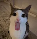 SillyCar SillyCar