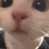 sniff