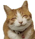 kitty_hehe kitty_hehe