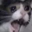CryCat
