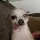 doggy