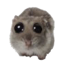 sad_hamster Discord emoji