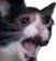 CatScream