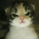 cat_angry