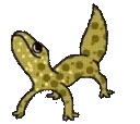 dancegecko