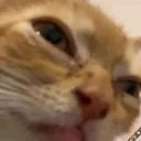 Catwhat