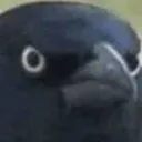 crowofjudgement crowofjudgement