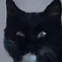 dumbCat