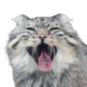 PeckyKek