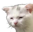 catto_pain Discord Emoji