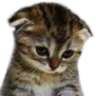 SadMeow