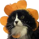 jemima_flower
