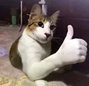 catthumbup