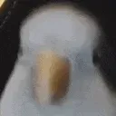 sisi