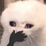 catcry
