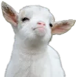 minifaGOAT