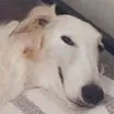 smugzoi