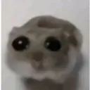 sadhamster