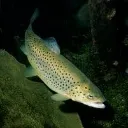 trout_reaction