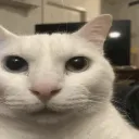 CannyCat