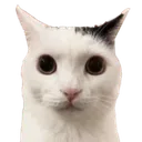 cat_stare