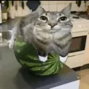 meloncat