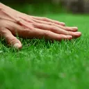 c_tochgrass c_tochgrass