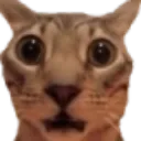 shock