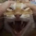 WOAHcat WOAHcat