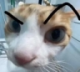 therockcat Discord emoji