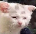 sadge sadge