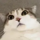 LeoScared LeoScared