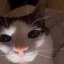 EvilAssCat