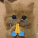 cat_plead