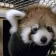 PandaJam PandaJam