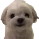 9077dogremovebgpreview