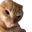 Cat_gato