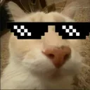 dosecatCool Discord Emoji